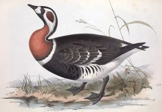 Gâsca cu gât roșu după John Gould
