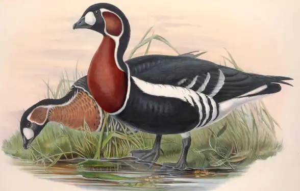 Gâsca cu gât roșu după John Gould