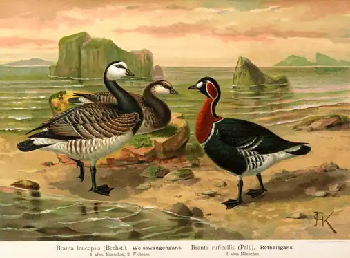 Gâsca cu gât roșu după Naumann