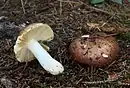 Russula.integra