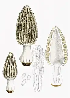 Bres.: Morchella tridentina