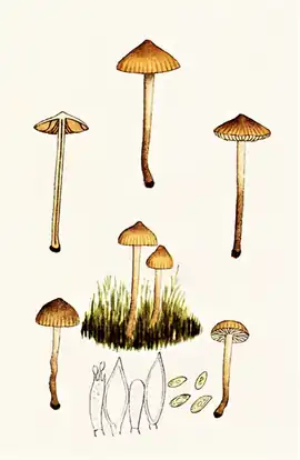 Bres.: Galera cucumis