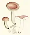 R. violacea var. carneo-lilacina