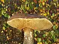 Leccinum scabrum
