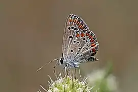 Fluture Argus cafeniu(Aricia agestis)