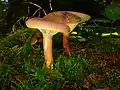 Lactarius helvus