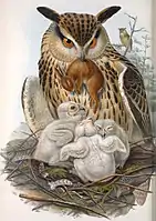 Buha după John Gould
