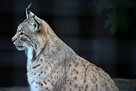 Râs carpatin(Lynx lynx carpathicus)