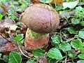 Boletus speciosus