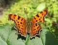 Comma Butterfly,  Polygonia c-album.