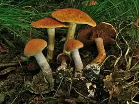 !Cortinarius bivelus!