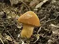 !!!Cortinarius orellanus!!!