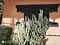 Cactus la Academia Nepaleze Kamaladi Kathmandu