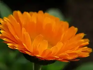 Calendula portocalie