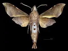 Callionima nomius ♂  △