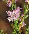 Iarbă neagră (Calluna vulgaris)