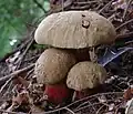 !Boletus calopus!