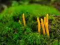 Calocera viscosa