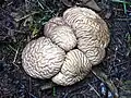 Calvatia craniiformis