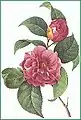 Desen reprezentând Camellia japonica