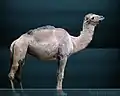 Camelops