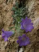 Campanula oreadum