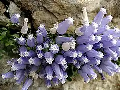 Clopoțelul lui Zois(Campanula zoysii)