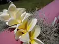 Cunună Lei din flori de Plumeria decorate cu umi'umi-o-dole („mușchi spaniol”) la ceremonia de binecuvântare a unei noi bărci de canoe