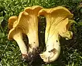 Cantharellus cibarius
