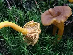Cantharellus tubaeformis