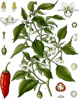 Capsicum annuum L.