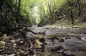 Imagine din parc (Valea Carașului)