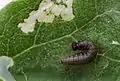Larva tânără