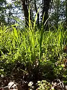 Specie de rogoz(Carex pilosa)