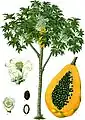 Carica papaya  L. (whole plant, fruits)