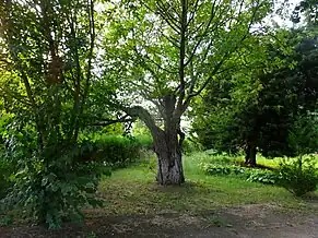 Parcul castelului adăpostea specii valoroase de arbori