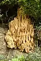 Ramaria caulifloriformis