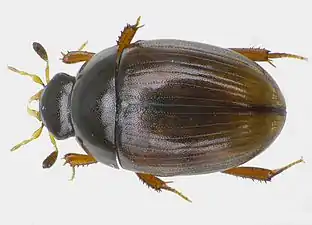 Cercyon lateralis