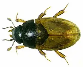 Cercyon quisquilius