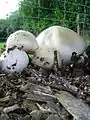 Agaricus arvensis