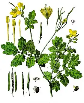 Chelidonium majus L.