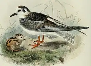 Chirighița cu aripi albe după Dresser(1871). Juvenil de un an, în stânga un pui acoperit cu puf.