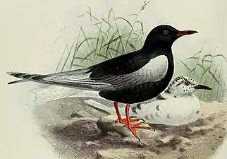 Chirighița cu aripi albe după Dresser(1871). În față masculul adult în penaj de vară. În spate femela adultă în penaj de iarnă