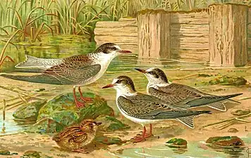 Chirighița cu aripi albe după Naumann (1885-1897). 1. Chirighiță cu obraz alb (Chlidonias hybrida) - Juvenil; 2. Chirighiță cu obraz alb (Chlidonias hybrida) – Pui acoperit cu puf; 3. Chirighiță cu aripi albe (Chlidonias leucopterus) - Juvenil; 4. Chirighiță neagră (Chlidonias niger) - Juvenil.