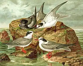Chirighița cu aripi albe după Naumann (1885-1897). 1. Chirighiță cu aripi albe (Chlidonias leucopterus) - Adult în penaj de iarnă; 2. Chirighiță cu obraz alb (Chlidonias hybrida) - Adult în penaj de iarnă; 3. Chirighiță cu aripi albe (Chlidonias leucopterus) - Adult în penaj de tranziţie între cel de iarnă și cel de vară; 4. Chirighiță neagră (Chlidonias niger) - Adult în penaj de iarnă.