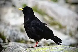 Stăncuță alpină(Pyrrhocorax graculus)