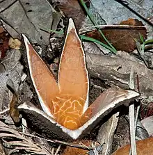 Chorioactis geaster (Chorioactidaceae)