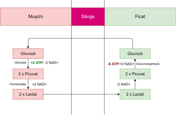 În schemă este redat Ciclul Cori, utilizarea și regenerarea NADH-ului fiind ignorată. Glicoliza produce 2 molecule ATP, iar gluconeogeneza utilizează 6 molecule ATP. Prin urmare, procesul prezintă un rezultat net de -4 molecule ATP.