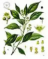 Cinnamomum camphora (L.) J.Presl