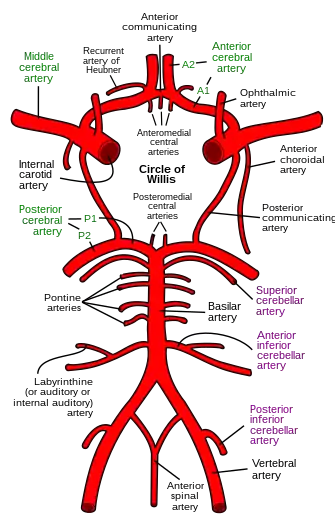 Diagrama circulației arteriale la baza creierului.